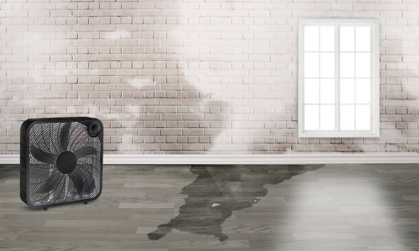 Best Flood damage cleanup  in Midlothian, IL